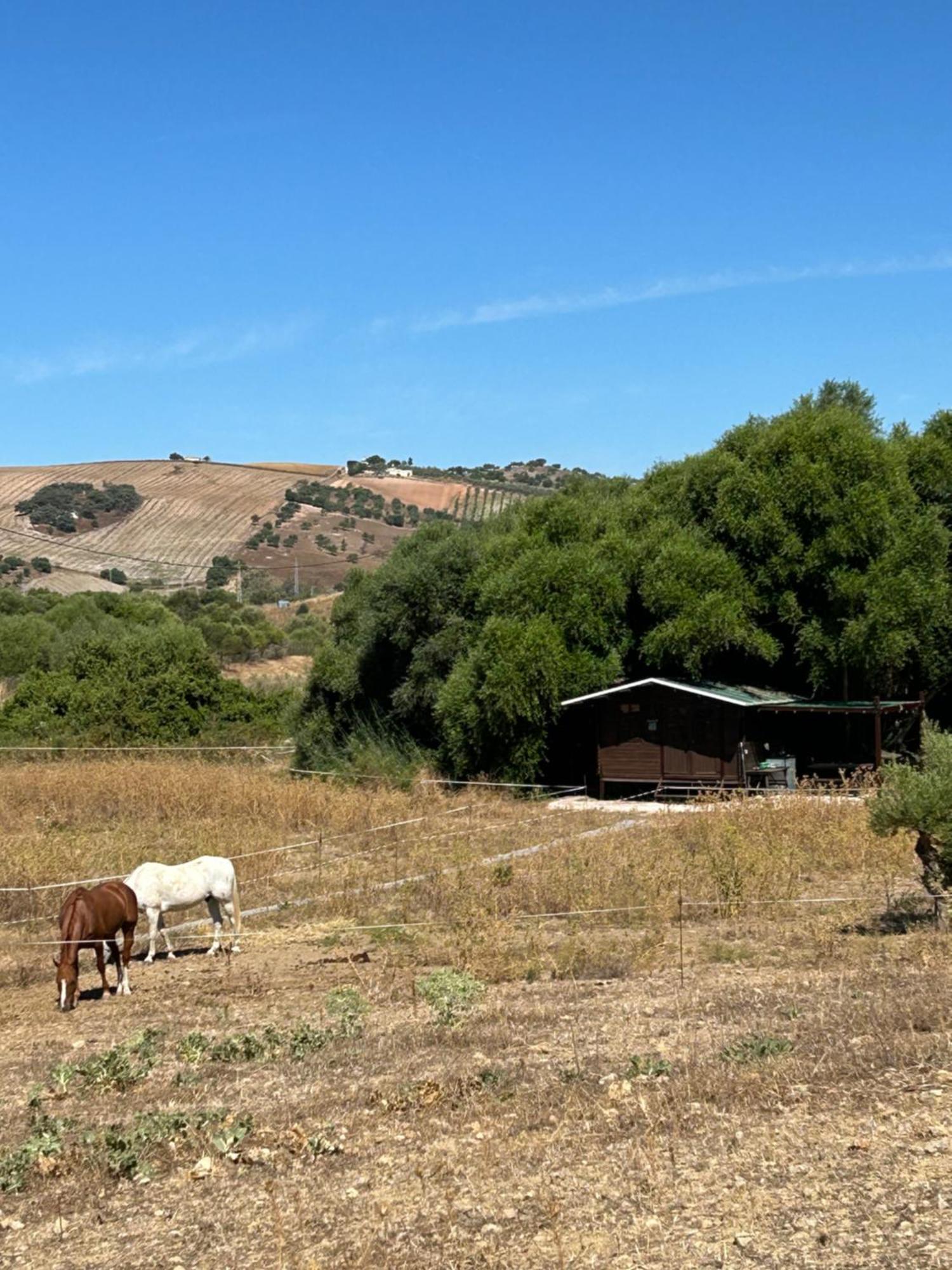 Cabana Rustica En Un Rancho Con Caballos, Prado Del Rey, Andalucia Eksteriør billede
