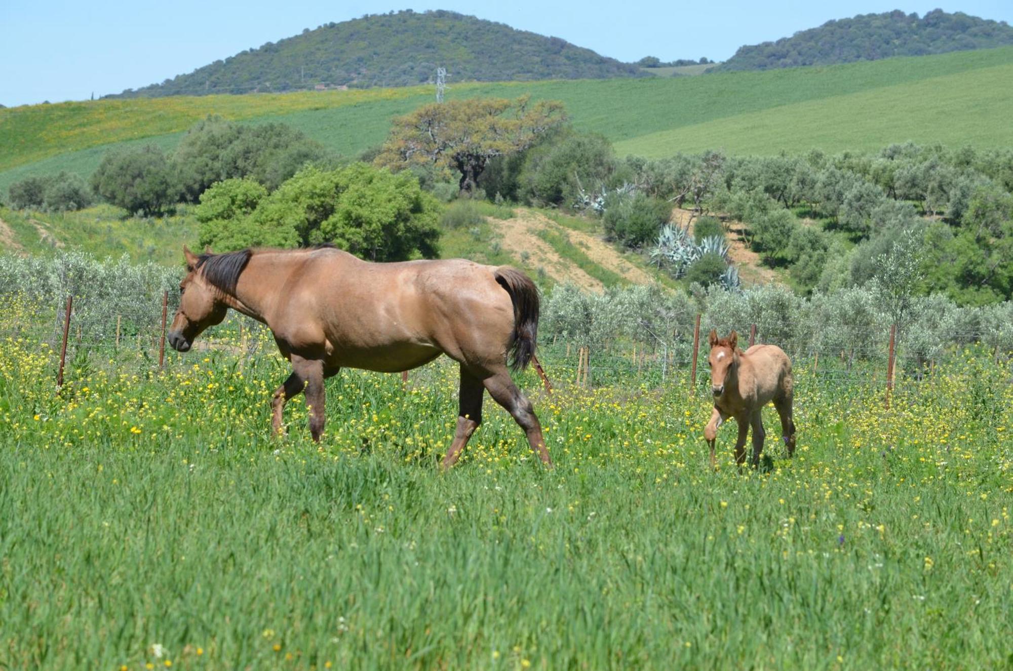 Cabana Rustica En Un Rancho Con Caballos, Prado Del Rey, Andalucia Eksteriør billede