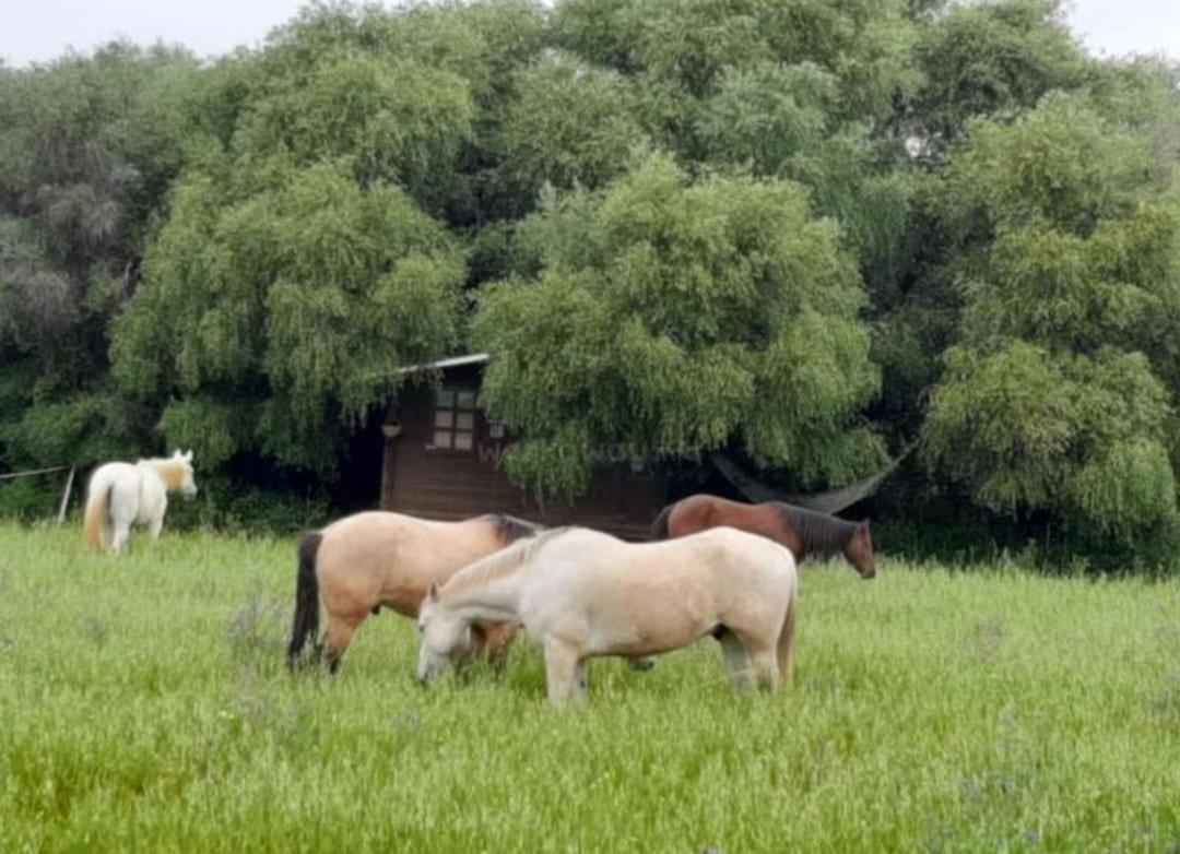 Cabana Rustica En Un Rancho Con Caballos, Prado Del Rey, Andalucia Eksteriør billede